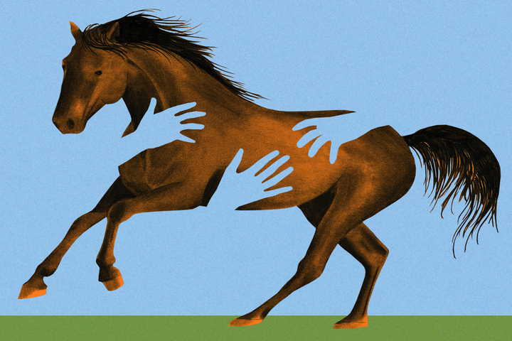 «<small class="fine d-inline"> </small>Sauvés<small class="fine d-inline"> </small>» de la maltraitance, le destin de ces chevaux interroge