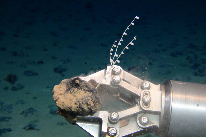 Norvège : explorées mais pas exploitées, les abysses arctiques en sursis