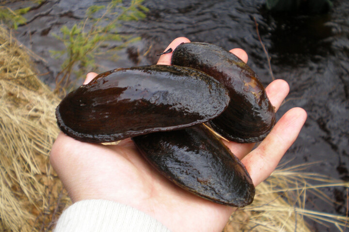 «<small class="fine d-inline"> </small>Les moules d'eau douce sont précieuses… et en péril<small class="fine d-inline"> </small>»