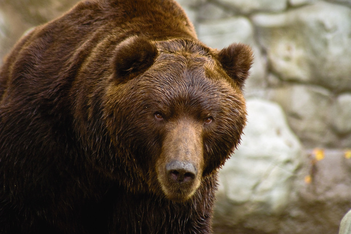 Fortes températures : les ours de Sibérie n'ont pas hiberné