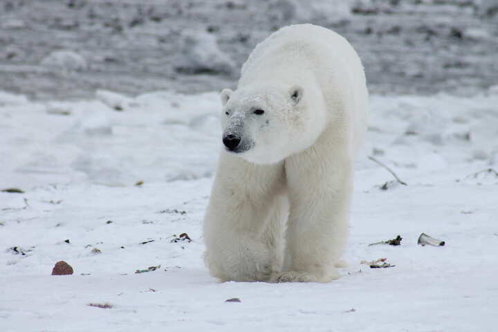 L'Europe ne veut pas de mines dans l'océan Arctique