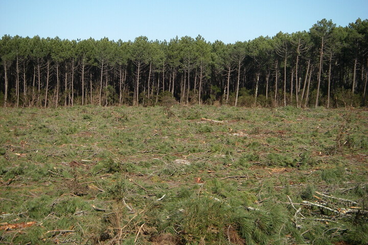 Forêts : certaines coupes rases exemptées d'autorisation