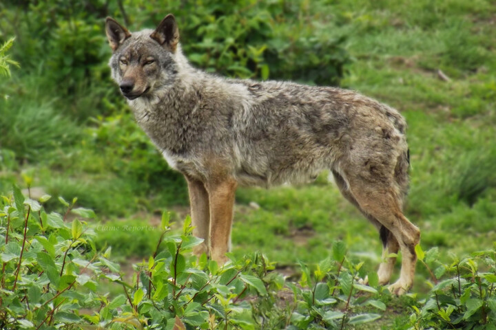 L'État facilite l'abattage des loups