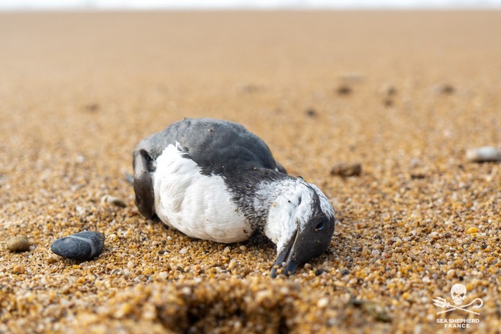 Des échouages «<small class="fine d-inline"> </small>sans précédent<small class="fine d-inline"> </small>» d'oiseaux marins sur les côtes françaises