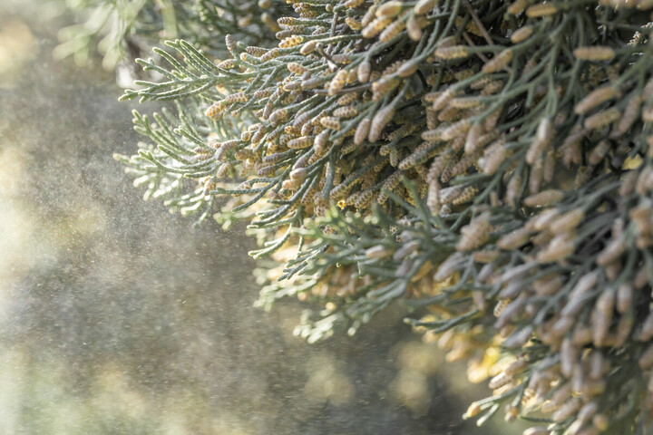 Allergies au pollen : les urbains particulièrement vulnérables