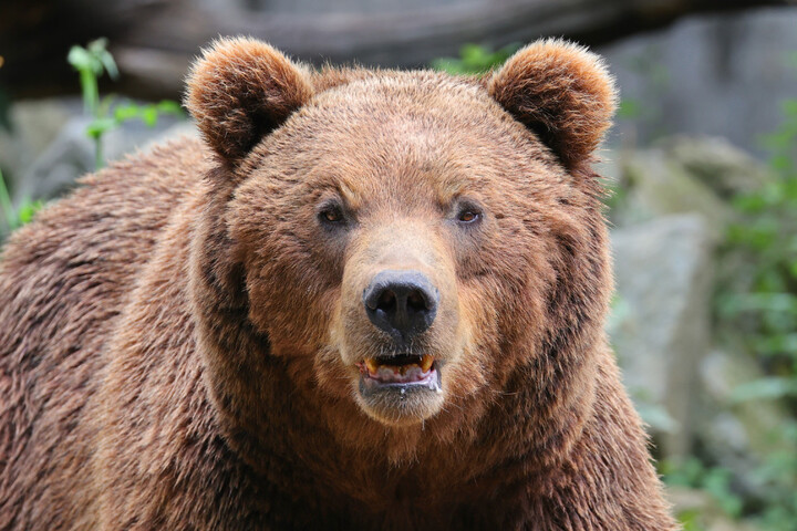 Les ours des Pyrénées sont plus nombreux mais consanguins