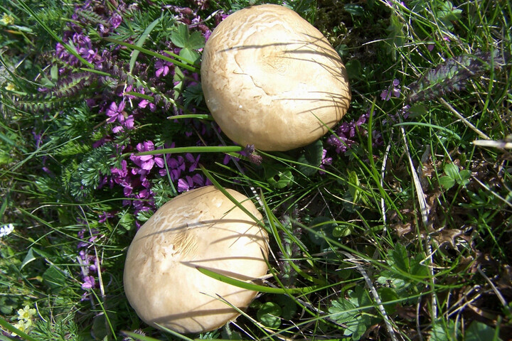 12 espèces de champignons menacées d'extinction en France