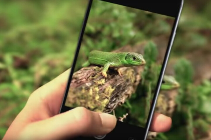 Plantes, animaux... Une appli naturaliste franchit 1 million d'observations