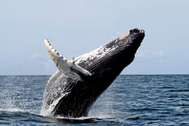Après une amélioration, les populations de baleines à bosse décroissent