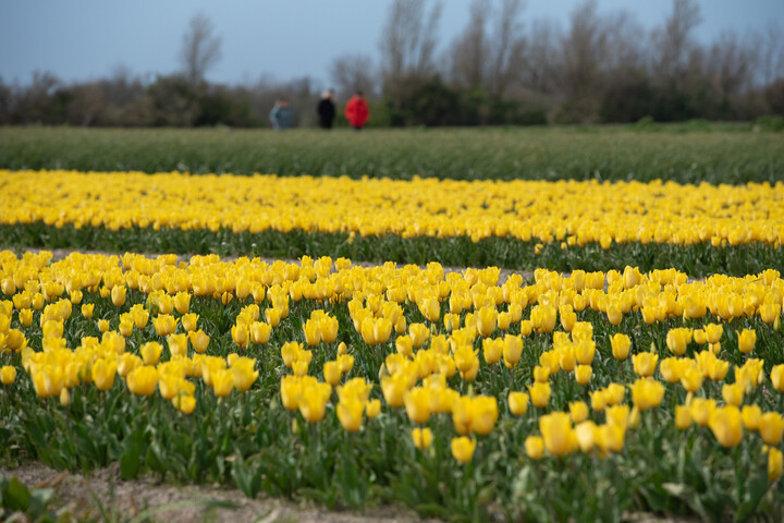 Un producteur de fleurs pollue eau et terre du Finistère