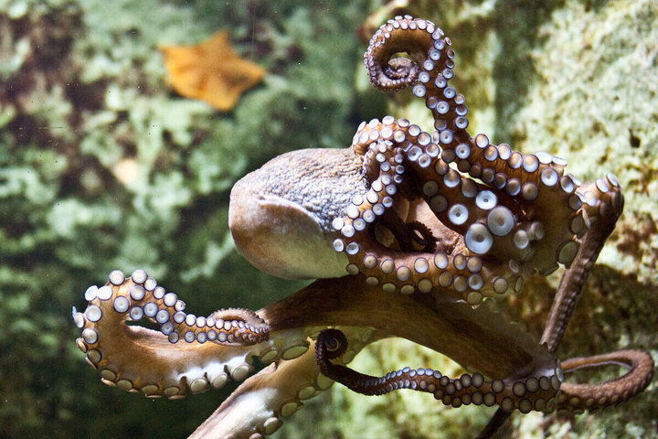 Le réchauffement des océans trouble la vision des poulpes