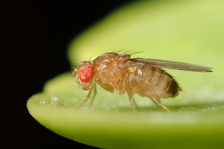 Avec la pollution de l'air, des insectes s'accouplent avec la mauvaise espèce