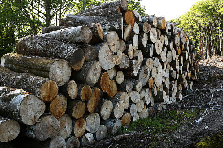 La planification écologique des forêts sera gérée par... un ex-représentant des intérêts de la filière
