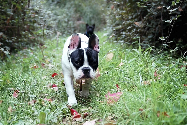 750 euros d'amende pour promener son chien sans laisse en forêt
