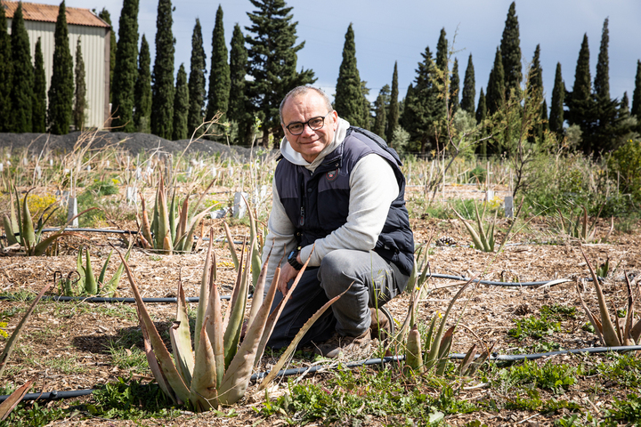 Face à la sécheresse, ces vignerons deviennent producteurs d'aloe vera