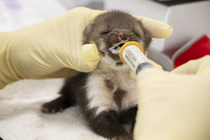 Attention, trop de bébés animaux sont secourus par erreur<small class="fine d-inline"> </small>!
