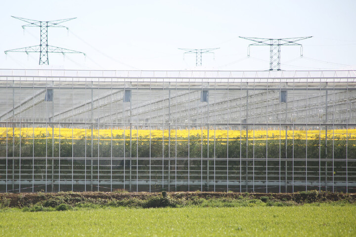 Ces tomates sous serres cultivées dans des conditions opaques