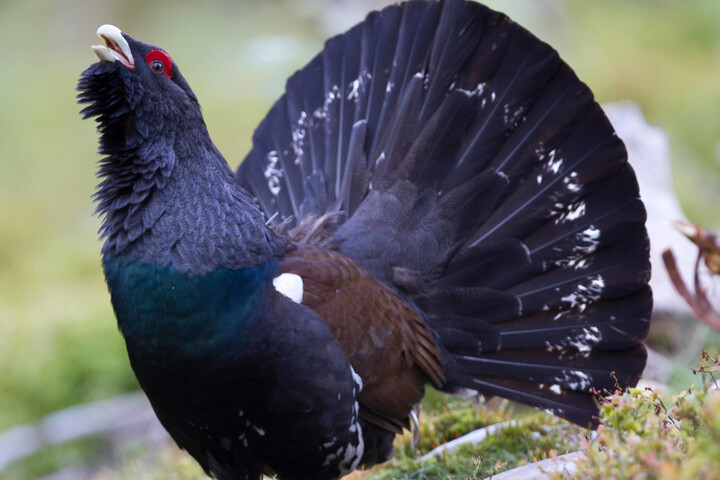 Des scientifiques s'opposent à la réintroduction du grand tétras, un oiseau quasi éteint 