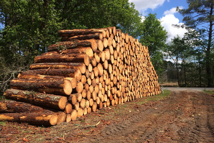 Les forêts françaises ne sauveront pas le climat