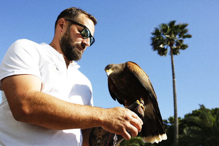 Au Festival de Cannes, on embauche des rapaces pour chasser les pigeons