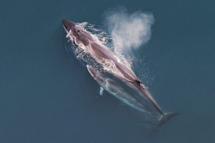 Le Japon inaugure un nouveau navire tueur de baleines