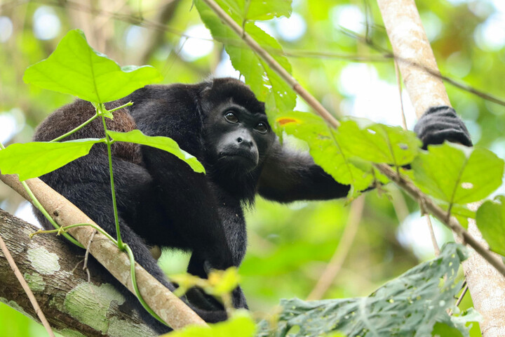 Avec la chaleur, des singes tombent des arbres «<small class="fine d-inline"> </small>comme des pommes<small class="fine d-inline"> </small>»