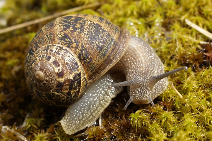 Pourquoi les escargots se multiplient avec la pluie