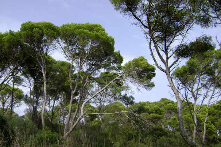 Le changement climatique menace la symbiose entre les arbres et les champignons