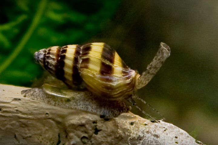 Avec la pollution aux antibiotiques, les escargots ont une moins bonne mémoire