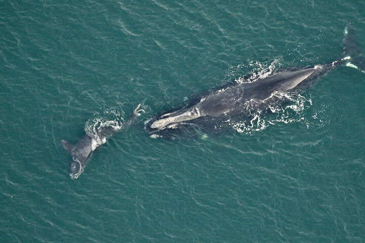 Sauver les baleines ou les pêcheurs de homards<small class="fine d-inline"> </small>? Le dilemme du Canada
