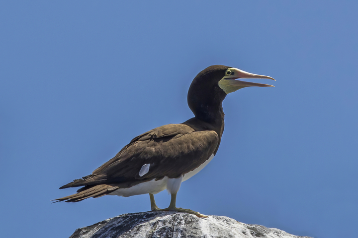 Hausse des cyclones : vers un déclin des oiseaux marins