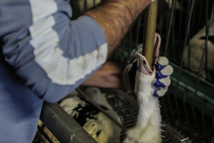 Foie gras : le tribunal rejette le recours de L214 contre le gavage