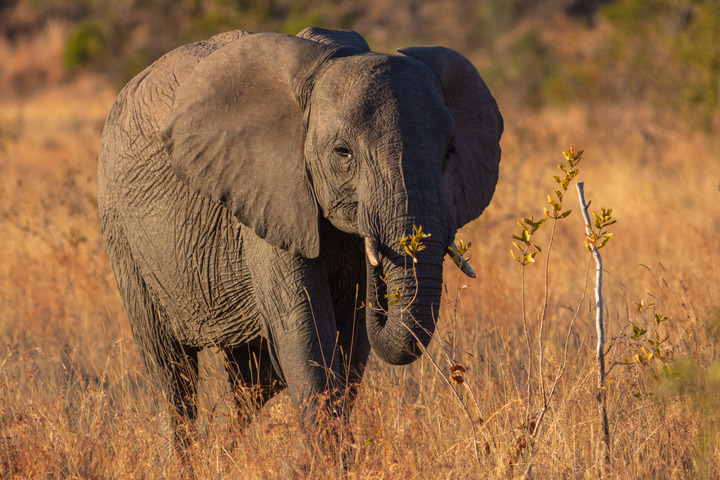 Les éléphants d'Afrique se donnent des petits noms pour communiquer