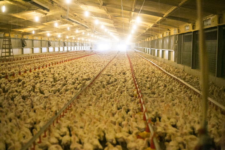 Grippe aviaire : l'Europe commande des vaccins pour les humains