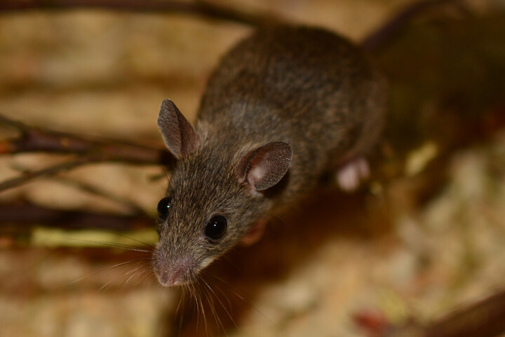 Souris, rats... Les pièges à colle interdits de vente dans les Bricorama