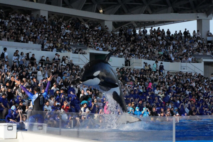 Une vie de misère attend les dernières orques du Marineland d'Antibes