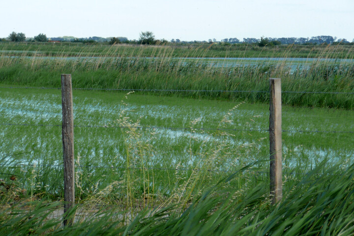 La justice autorise l'utilisation d'un herbicide controversé