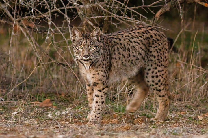 Le sauvetage spectaculaire du lynx ibérique, quasiment éteint