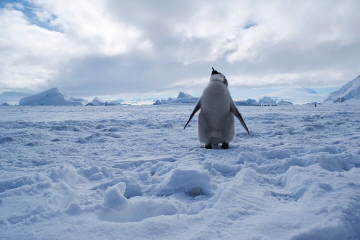 Antarctique : échec pour la création d'une nouvelle aire marine protégée