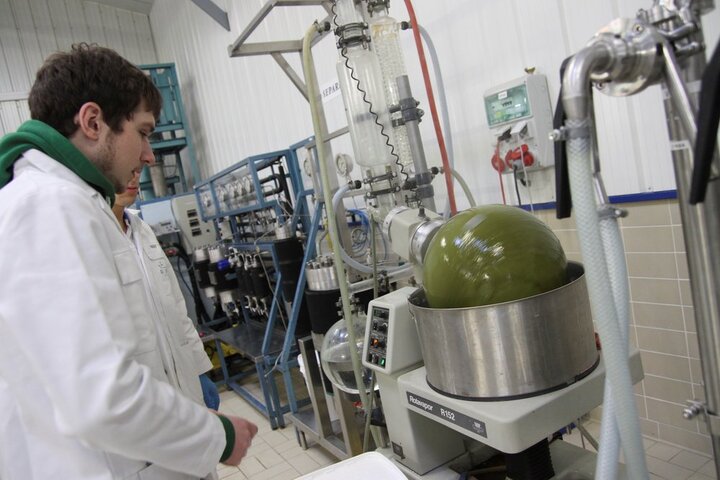 La transformation des algues vertes en aliment fait débat en Bretagne