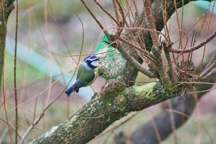 Sauver les oiseaux devant son ordinateur