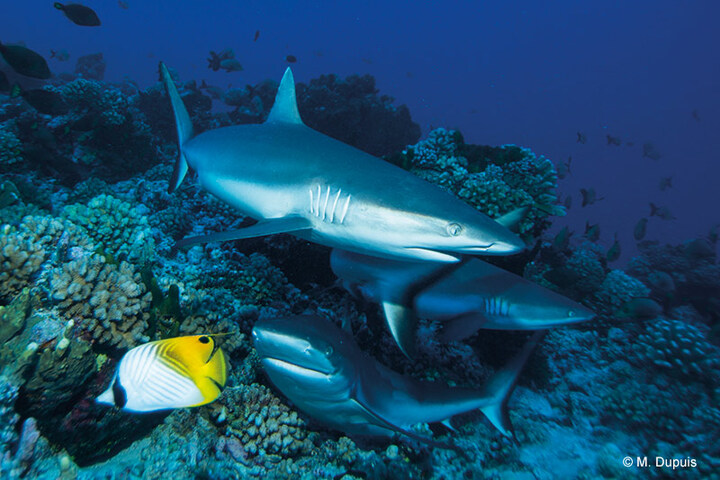 Il faut protéger les requins des humains, alertent les naturalistes 