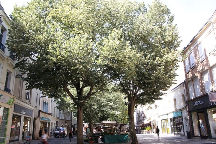 Sauvez les arbres... à Chartres et ailleurs