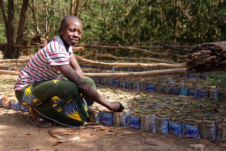 Au Burkina Faso, un laboratoire en plein air contre la désertification