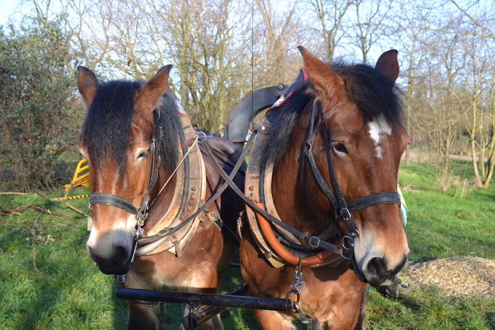 Le cheval, une énergie urbaine 100<small class="fine d-inline"> </small>% renouvelable