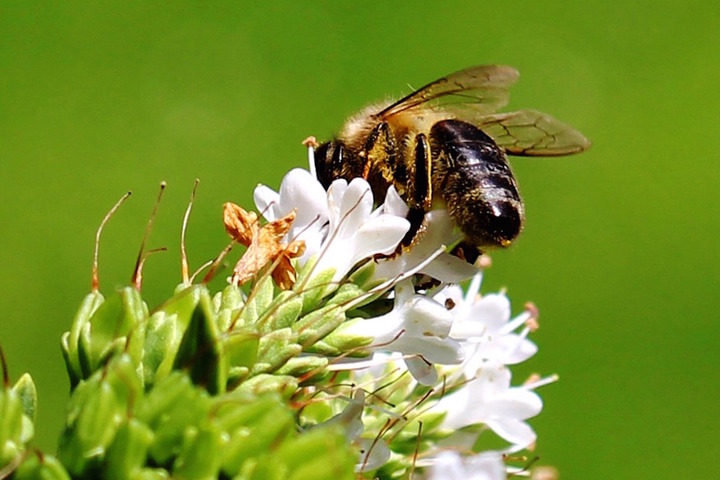 Le moratoire sur les pesticides tueurs d'abeilles n'est toujours pas appliqué