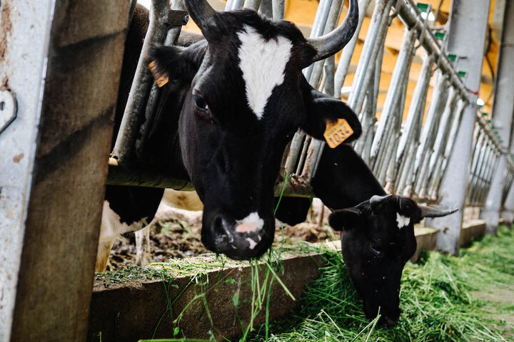 La ferme du futur est écolo et prospère, la preuve en diaporama