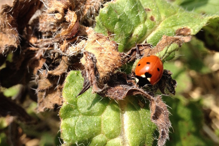 Le printemps arrive, le jardin s'apprête à exploser... de vie