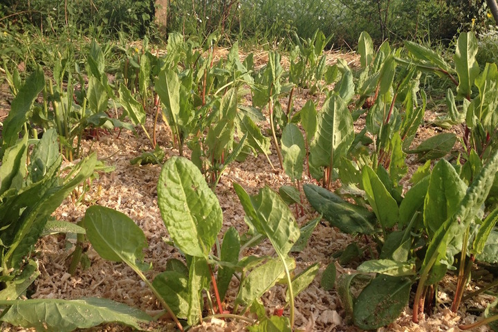 Les plantes «<small class="fine d-inline"> </small>perpétuelles<small class="fine d-inline"> </small>» rejoignent le Jardin sans pétrole