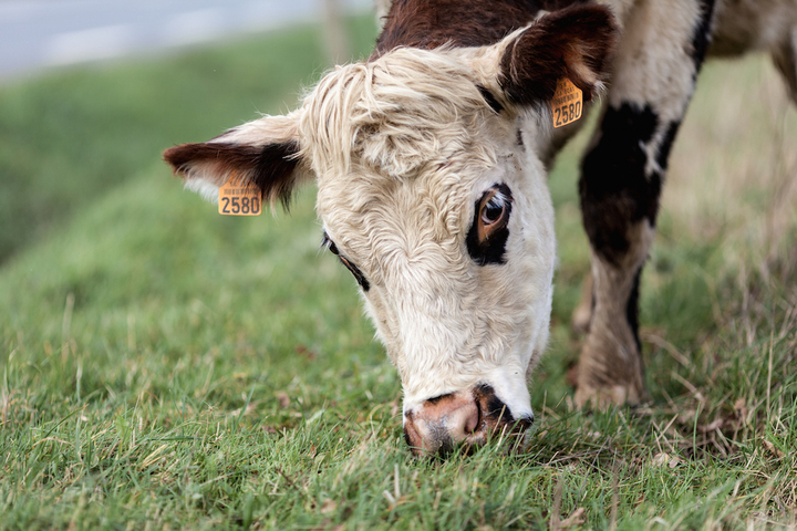 Reporterre sur France inter : Les vaches traitées aux antibiotiques émettent beaucoup de méthane